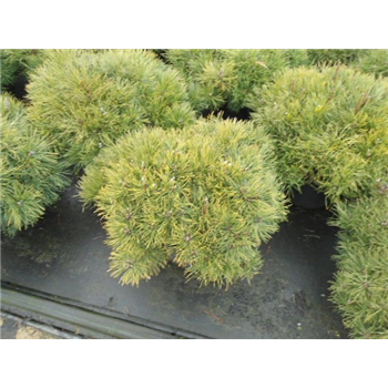 Pinus mugo mughus F00005416