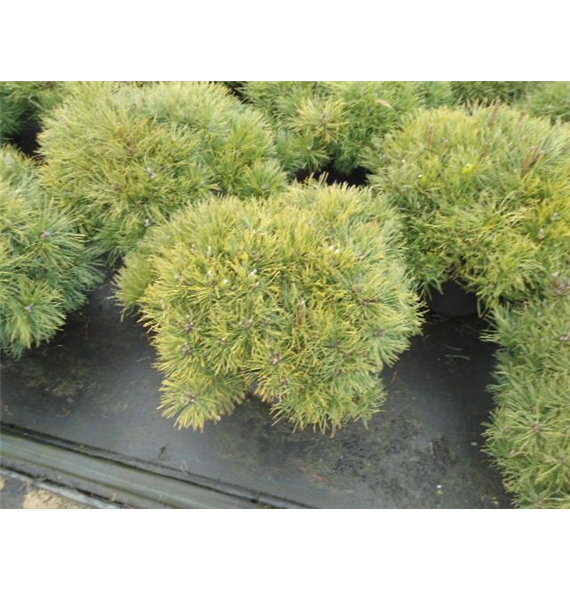 Pinus mugo mughus F00005416