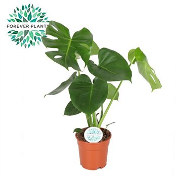 Monstera deliciosa Deliciosa PEAT FREE p17 1 pp 60cm 17cm Q3908