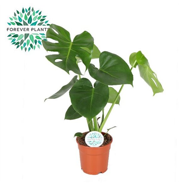 Monstera deliciosa Deliciosa PEAT FREE p17 1 pp 60cm 17cm Q3908