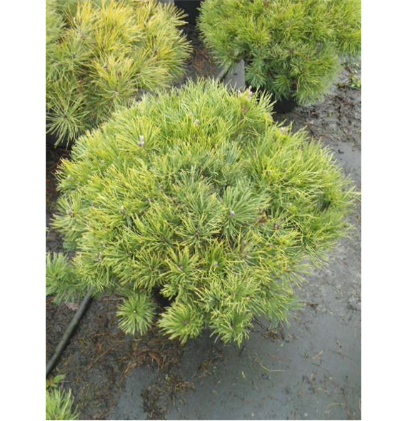 Pinus mugo mughus F00005417