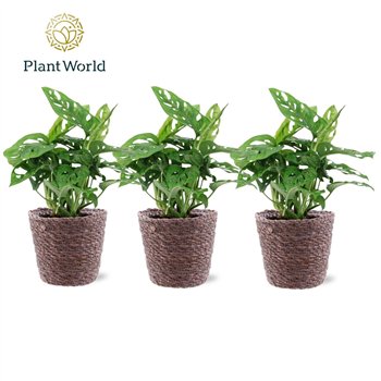 Monstera adansonii obliqua Monkey Leaf trendy Košara 2 pp 30cm 12cm Q3912