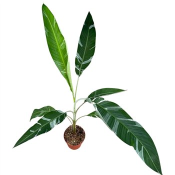 Bananovec Florida 1 pp 40cm 17cm Q3932