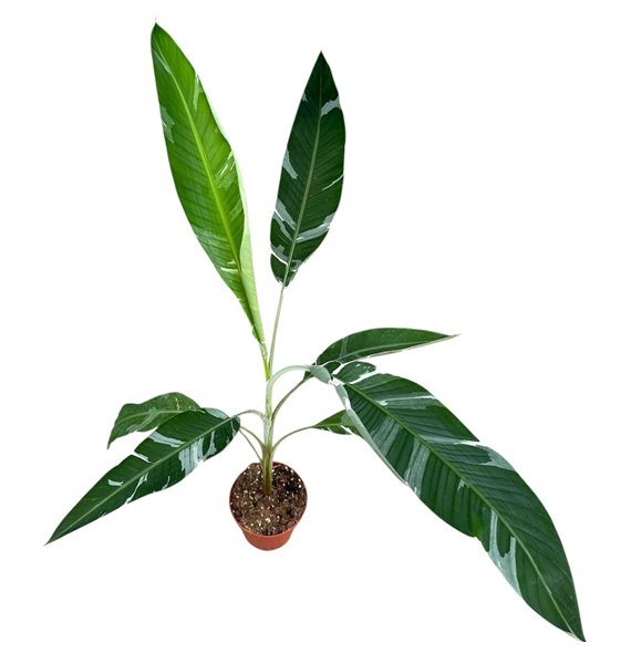 Bananovec Florida 1 pp 40cm 17cm Q3932