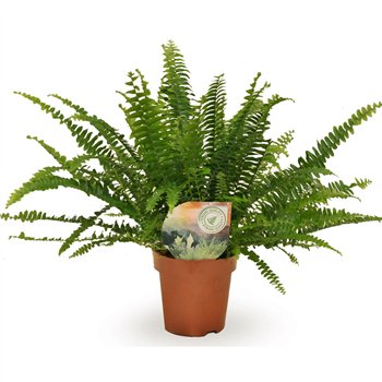 Nephrolepis exaltata green lady 40cm 12cm Q3940