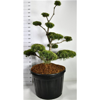 Pinus mugo subsp mugo F00006615