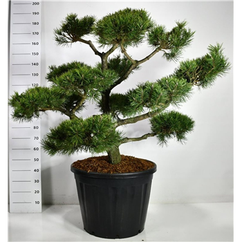 Pinus nigra F00006626
