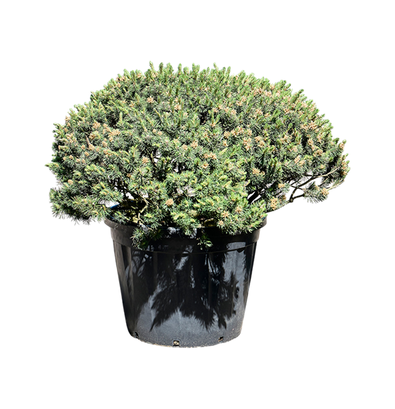Pinus mugo var pumilio 5PIMUBU99