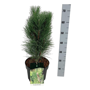 Pinus nigra 'Green Tower' F00008310