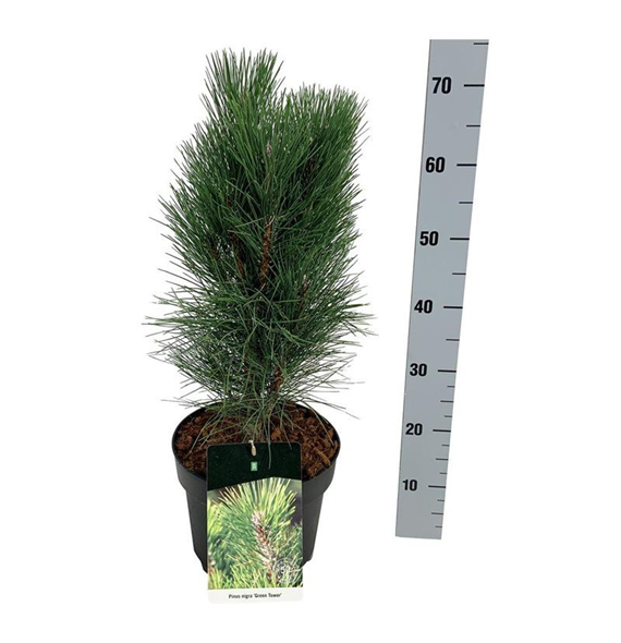 Pinus nigra 'Green Tower' F00008310