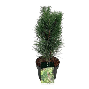 Pinus nigra 'Green Tower' F00006205