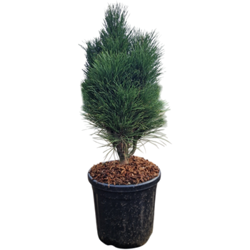 Pinus nigra 'Green Tower' 5PIGTBU13