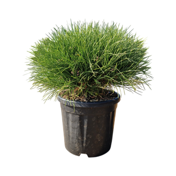 Pinus nigra 'Marie Bregeon' 5PIMBBU02