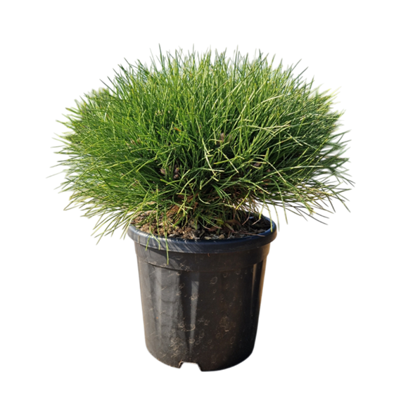 Pinus nigra 'Marie Bregeon' 5PIMBBU02