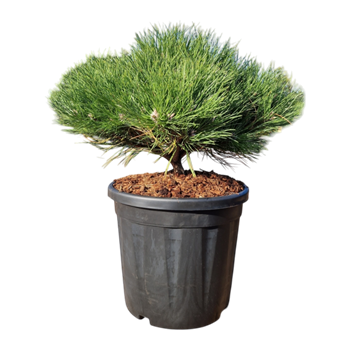 Pinus nigra 'Marie Bregeon' 5PIMBBU03