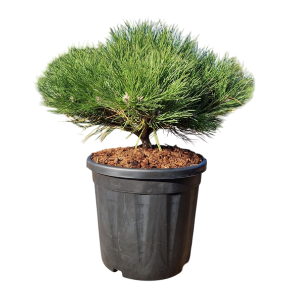Pinus nigra 'Marie Bregeon' 5PIMBBU03