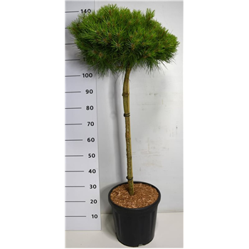 Pinus nigra 'Marie Bregeon' F00006495