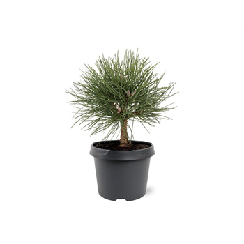Pinus nigra 'Nana' F00007952