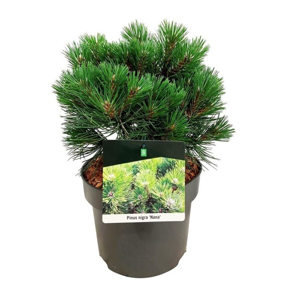 Pinus nigra 'Nana' F00007821