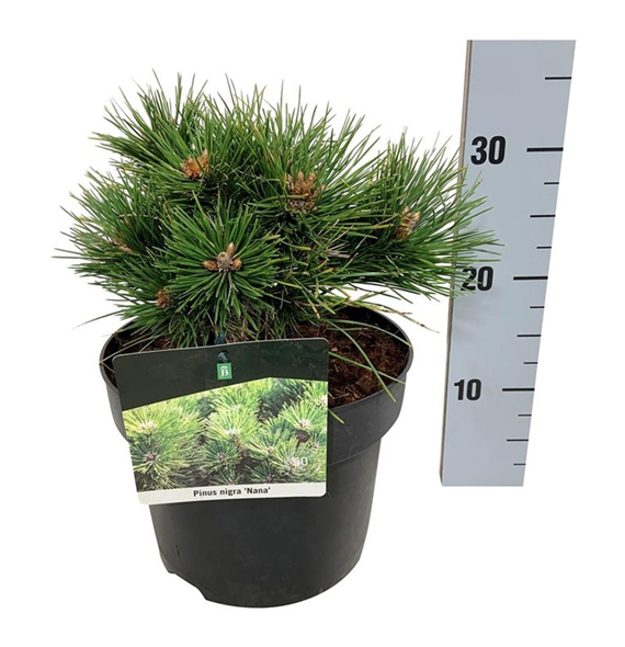 Pinus nigra 'Nana' F00005681