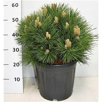 Pinus nigra 'Nana' F00005948