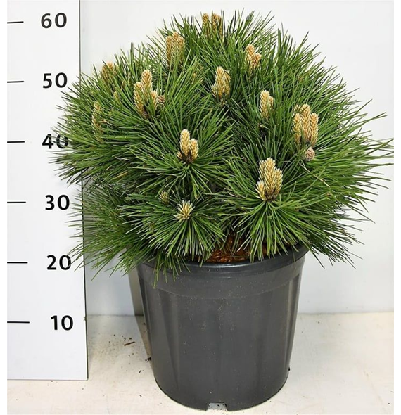 Pinus nigra 'Nana' F00005948