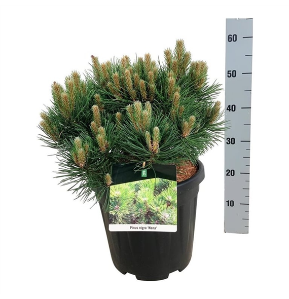 Pinus nigra 'Nana' F00007435