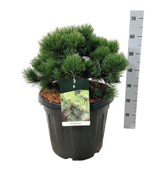 Pinus nigra 'Nana' F00006901