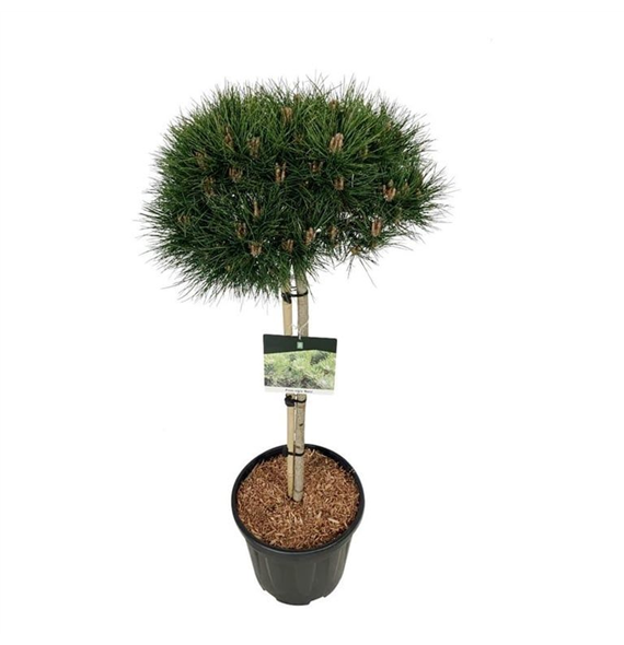 Pinus nigra 'Nana' F00007353