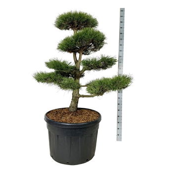 Pinus nigra 'Nigra' F00007469