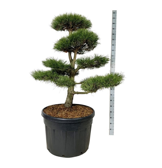 Pinus nigra 'Nigra' F00007469