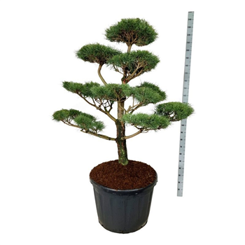 Pinus nigra 'Nigra' F00007470
