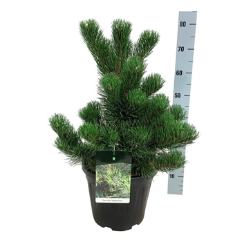 Pinus nigra 'Oregon Green' F00008315