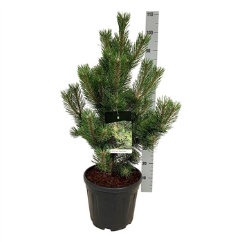Pinus nigra 'Oregon Green' F00006953