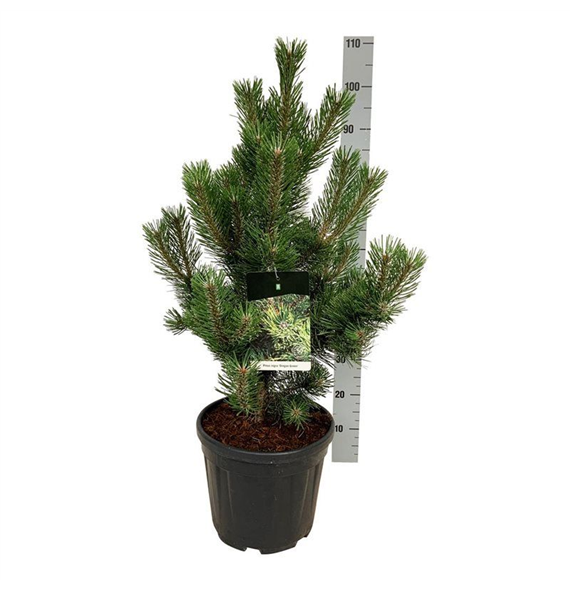 Pinus nigra 'Oregon Green' F00006953