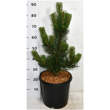 Pinus nigra 'Oregon Green' F00005896