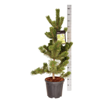 Pinus nigra 'Oregon Green' F00007440
