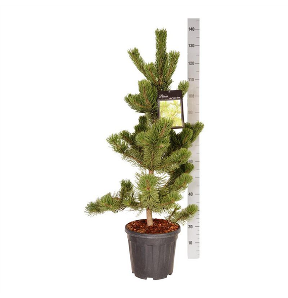 Pinus nigra 'Oregon Green' F00007440