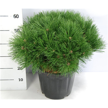 Pinus nigra 'Pierrick Bregeon' F00005924