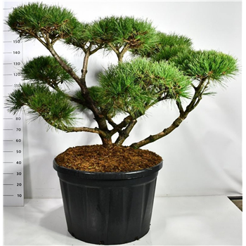 Pinus nigra 'Pierrick Bregeon' F00006559