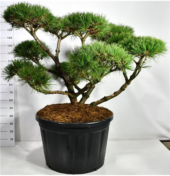 Pinus nigra 'Pierrick Bregeon' F00006559
