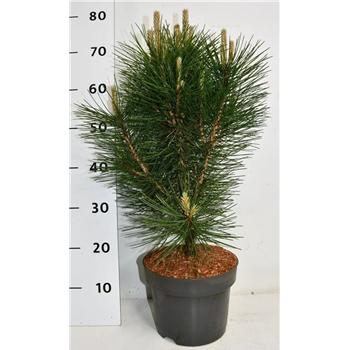 Pinus nigra 'Pyramidalis' F00007793