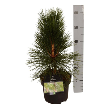 Pinus nigra 'Pyramidalis' F00007969