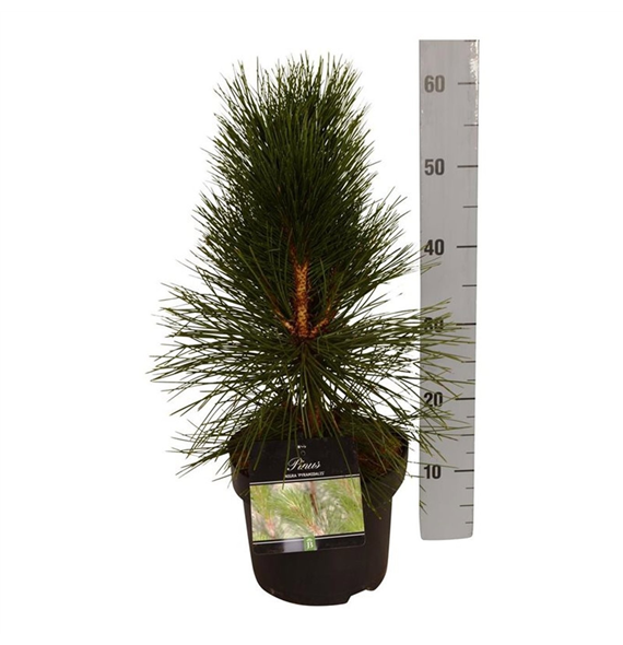 Pinus nigra 'Pyramidalis' F00007969