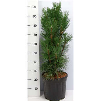 Pinus nigra 'Pyramidalis' F00005906