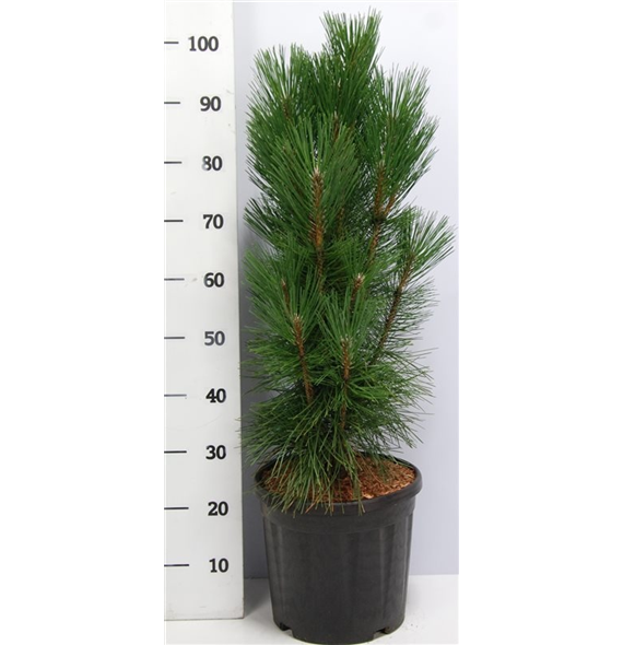 Pinus nigra 'Pyramidalis' F00005906