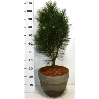 Pinus nigra 'Pyramidalis' F00006299