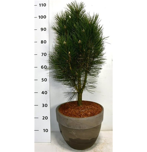 Pinus nigra 'Pyramidalis' F00006299