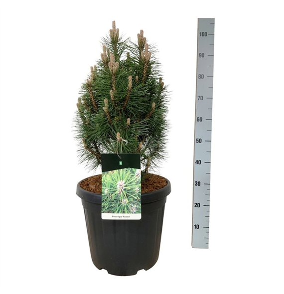 Pinus nigra 'Richard' F00007425