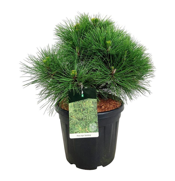 Pinus nigra 'Spielberg' F00007108